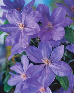 Loistokärhö Mrs Cholmondeley