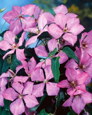 Loistokärhö Margaret Hunt 3 kpl