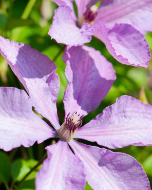 Loistokärhö Margaret Hunt