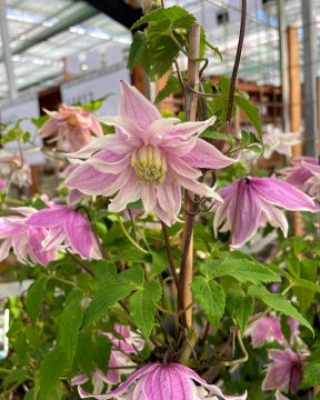 Koreankärhö Propertius