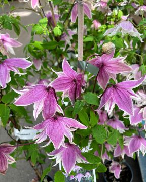 Koreankärhö Propertius