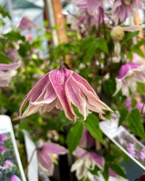 Koreankärhö Propertius