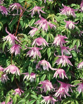 Koreankärhö Propertius