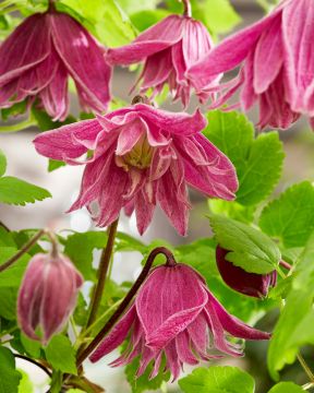 Tarha-alppikärhö Imke