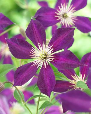 Tarhaviinikärhö Mikelite 3 kpl