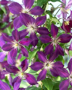 Tarhaviinikärhö Mikelite