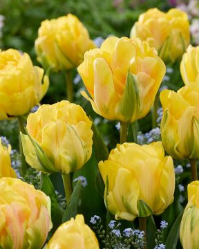 Kerrattu tulppaani Akebono 10 kpl