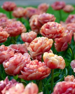 Kerrattu tulppaani Copper Image 10 kpl