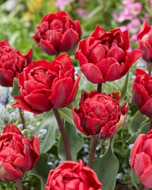 Kerrattu tulppaani Red Princess 10 kpl