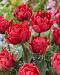 Kerrattu tulppaani Red Princess 10 kpl
