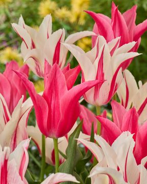 Romanttinen uni -lajitelma 20 kpl