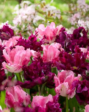 Liekeissä-lajitelma 20 kpl