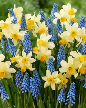 Kevään laulu -lajitelma 30 kpl