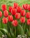 Darwintulppaani Red Impression 10 kpl