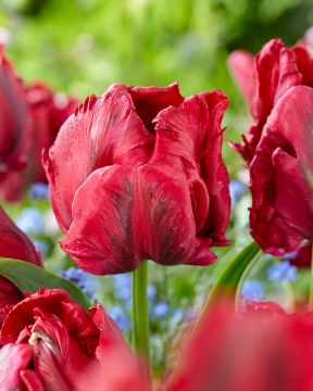 Papukaijatulppaani Red Madonna 10 kpl