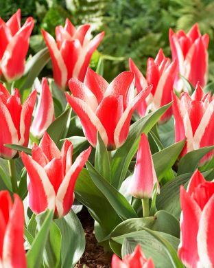 Raitatulppaani Pinocchio 10 kpl