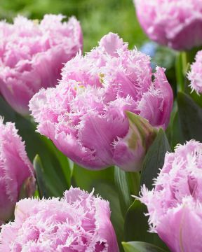 Kerrattu ripsureunatulppaani Cairns 10 kpl