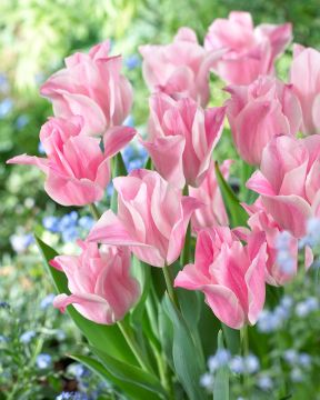 Tiaratulppaani Miss Elegance 10 kpl