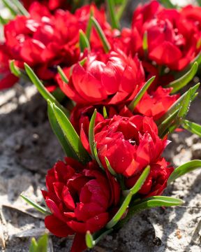 Tähtitulppaani Samantha 10 kpl