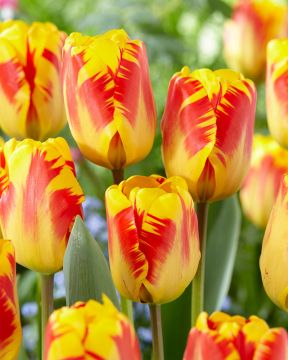 Darwintulppaani Banja Luka 20 kpl