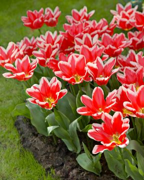 Tulitulppaani Pirand 10 kpl