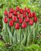 Tulppaani Seadov 10 kpl