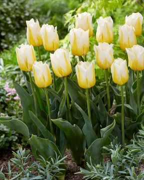 Tulppaani Flaming Agrass 10 kpl