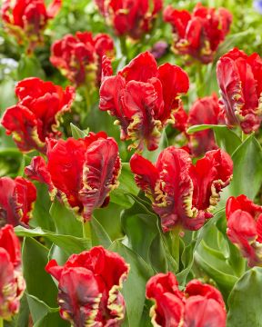 Papukaijatulppaani Seadov Parrot 10 kpl