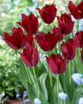 Ripsureunatulppaani Pacific Pearl 10 kpl