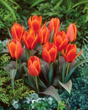 Raitatulppaani Joanne Woodward 10 kpl