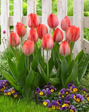 Darwintulppaani Orange van Eijk 15 kpl