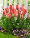Darwintulppaani Orange van Eijk 15 kpl