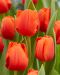 Tulppaani Cadans 10 kpl