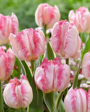 Papukaijatulppaani Silver Parrot 10 kpl