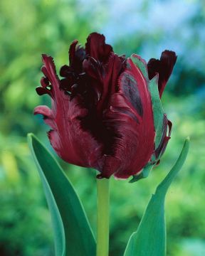 Papukaijatulppaani Black Parrot 10 kpl