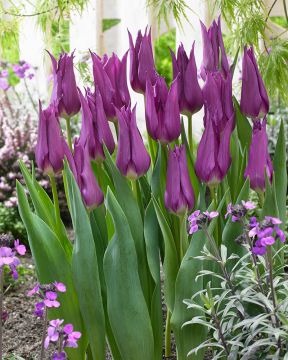 Liljatulppaani Purple Dream 10 kpl
