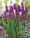Liljatulppaani Purple Dream 10 kpl