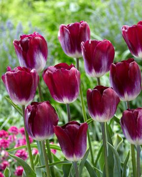 Tulppaani Kansas Proud 10 kpl