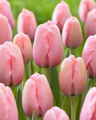 Darwintulppaani Salmon Impression 10 kpl