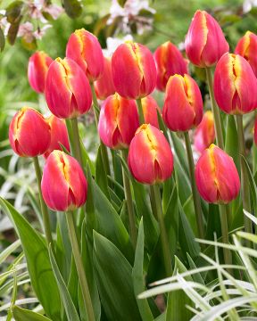 Tulppaani Royal van der Mark 20 kpl