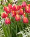 Tulppaani Royal van der Mark 20 kpl