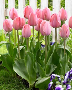 Darwintulppaani Mystic van Eijk 15 kpl