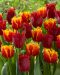 Roihu-tulppaanilajitelma 20 kpl