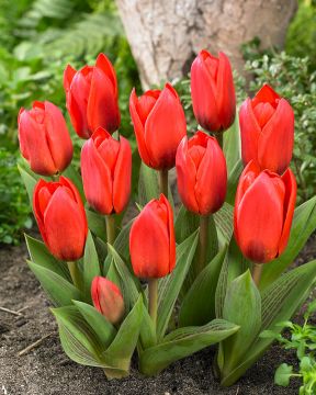 Lummetulppaani Showwinner 10 kpl