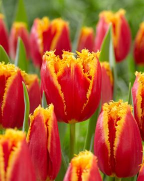 Ripsureunatulppaani Fabio 10 kpl