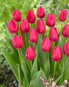 Tulppaani Pink Ardour 10 kpl