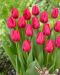 Tulppaani Pink Ardour 10 kpl