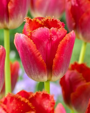 Ripsureunatulppaani Sunset Miami 10 kpl