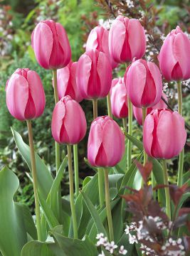 Darwintulppaani Pink Impression 20 kpl