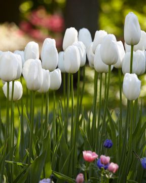 Tulppaani Maureen 10 kpl